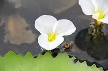 Flower of Ottelia alismoides