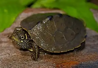 Ouachita map turtle (Graptemys ouachitensis), juvenile from St. Louis County, Missouri (26 May 2018)