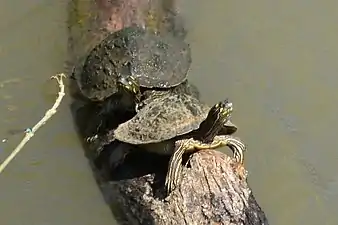 Ouachita map turtle (Graptemys ouachitensis) in situ, Red River, Fannin Co., Texas (24 June 2021)