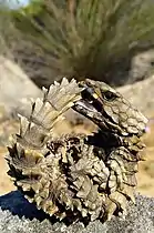 The armadillo girdled lizard (Ouroborus cataphractus).