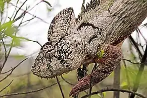 female, Andasibe, Moramanga