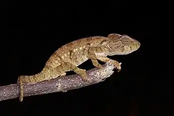 juvenile male, Montagne d'Ambre National Park