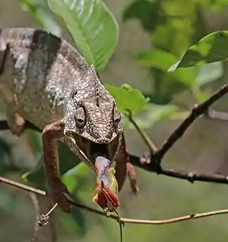 male feeding 4 of 4