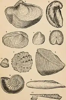 Early sketches of the prehistoric coral
