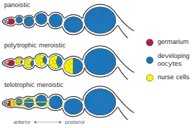 Diagram of ovariole types