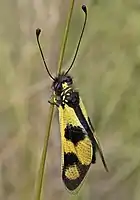 female with wings folded
