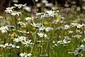 Ox eye daisies in the reserve