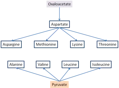 Oxaloacetate and pyruvate aminoacid synthesis