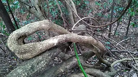 Vine stem coiled on forest floor