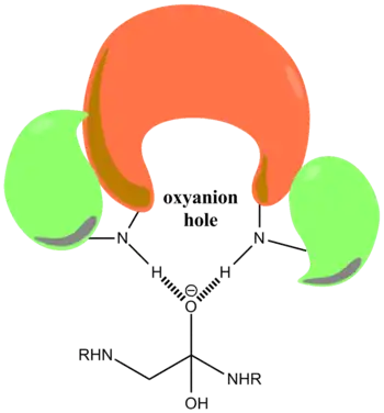 Oxyanion hole