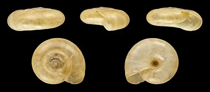 Shell of an Adult specimen (Ø 1,3 cm)