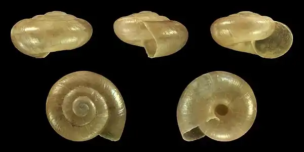 Shell of a Juvenile specimen (Ø 4 mm)