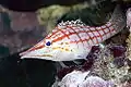 Close up of Longnose hawkfish