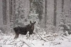 Eurasian moose (Alces alces) in the surrounding forest of Paunküla