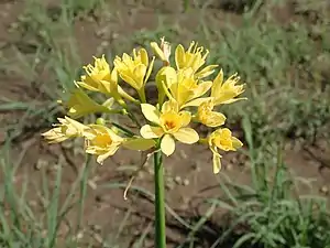 Flower head