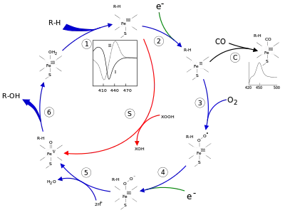The P450 catalytic cycle