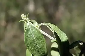 Broke, New South Wales