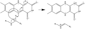 Hydride Transfer Mechanism of Polyamine Oxidation