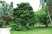 Botanical Garden, São Paulo