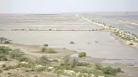 vast swamp with bushes and water