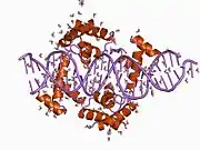 1au7: PIT-1 MUTANT/DNA COMPLEX