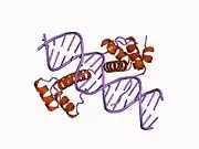 1b72: PBX1, HOMEOBOX PROTEIN HOX-B1/DNA TERNARY COMPLEX