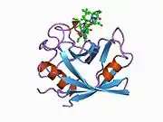 1cwh: HUMAN CYCLOPHILIN A COMPLEXED WITH 3-D-SER CYCLOSPORIN
