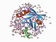 1cwo: HUMAN CYCLOPHILIN A COMPLEXED WITH THR2, LEU5, D-HIV8, LEU10 CYCLOSPORIN