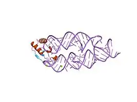 SRP19-7S.S SRP RNA complex from M. jannaschii