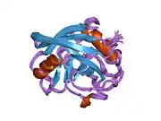 1oca: HUMAN CYCLOPHILIN A, UNLIGATED, NMR, 20 STRUCTURES