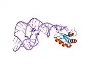 1sj3: Hepatitis Delta Virus Gemonic Ribozyme Precursor, with Mg2+ Bound