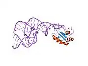 1sjf: Crystal Structure of the Hepatitis Delta Virus Gemonic Ribozyme Precursor, with C75U mutation, in Cobalt Hexammine solution