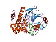 1u32: Crystal structure of a Protein Phosphatase-1: Calcineurin Hybrid Bound to Okadaic Acid