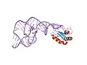 1vbz: Crystal Structure of the Hepatitis Delta Virus Gemonic Ribozyme Precursor, with C75U mutation, in Ba2+ solution