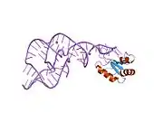 1vc5: Crystal Structure of the Wild Type Hepatitis Delta Virus Gemonic Ribozyme Precursor, in EDTA solution