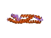 1wlx: Solution structure of the third spectrin repeat of alpha-actinin-4