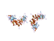 1ygr: Crystal structure of the tandem phosphatase domain of RPTP CD45