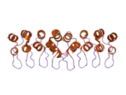 1ymp: The Crystal Structure of a Partial Mouse Notch-1 Ankyrin Domain: Repeats 4 Through 7 Preserve an Ankyrin Fold