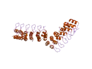 1yyh: Crystal structure of the human Notch 1 ankyrin domain