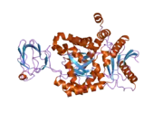 1zjh: Structure of human muscle pyruvate kinase (PKM2)