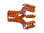 1zll: NMR Structure of Unphosphorylated Human Phospholamban Pentamer