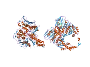 1zxn: Human DNA topoisomerase IIa ATPase/ADP