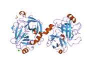 2bdg: Human Kallikrein 4 complex with nickel and p-aminobenzamidine