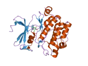 2bzk: CRYSTAL STRUCTURE OF THE HUMAN PIM1 IN COMPLEX WITH AMPPNP AND PIMTIDE