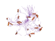 2dmi: Solution structure of the first and the second zf-C2H2 like domains of human Teashirt homolog 3