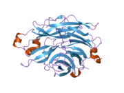 2f26: Crystal Structure of the Human Sialidase Neu2 E111Q-Q112E Double Mutant