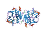 2f29: Crystal Structure of the Human Sialidase Neu2 Q116E Mutant in Complex with DANA Inhibitor