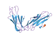 2gw5: Crystal Structure of LIR-2 (ILT4) at 1.8 : differences from LIR-1 (ILT2) in regions implicated in the binding of the Cytomegalovirus class I MHC homolog UL18