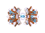 2ibu: Crystallographic and kinetic studies of human mitochondrial acetoacetyl-CoA thiolase (T2): the importance of potassium and chloride for its structure and function