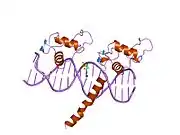 2nll: RETINOID X RECEPTOR-THYROID HORMONE RECEPTOR DNA-BINDING DOMAIN HETERODIMER BOUND TO THYROID RESPONSE ELEMENT DNA
